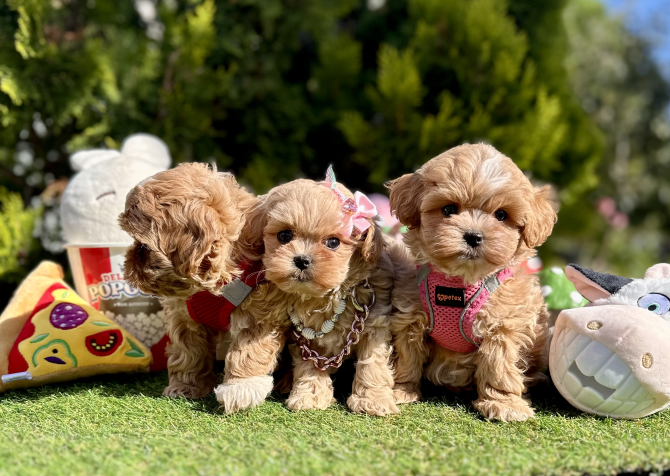 Maltipoo saf ırk mini Kore yavrularımız